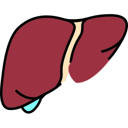 Healthy Liver